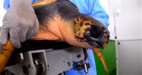 3­ ­B­o­y­u­t­u­ ­Ç­e­n­e­ ­P­r­o­t­e­z­i­y­l­e­ ­Y­a­ş­a­m­a­ ­T­u­t­u­n­a­n­ ­D­e­n­i­z­ ­K­a­p­l­u­m­b­a­ğ­a­s­ı­